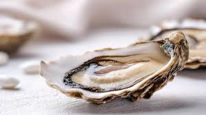 american oyster